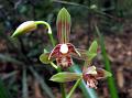 Golden-Thread Orchid